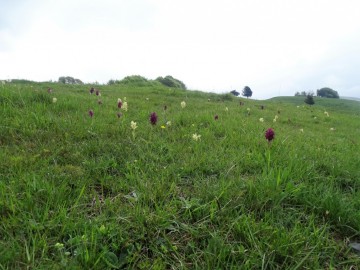 2023-05-21-Tredici-Piante-53