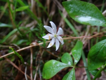 2015-06-13 Fabrezza Trientalis europaea 003.JPG