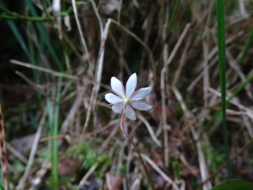 2015-06-13 Fabrezza Trientalis europaea 006.JPG