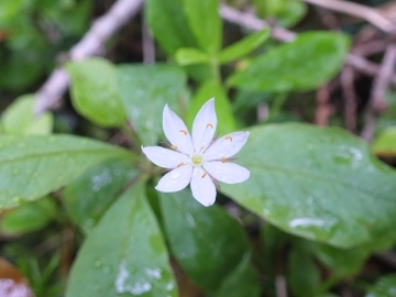 2015-06-13 Fabrezza Trientalis europaea 029.JPG