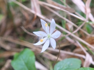 2015-06-13 Fabrezza Trientalis europaea 042.JPG