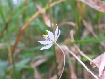 2015-06-13 Fabrezza Trientalis europaea 043.JPG