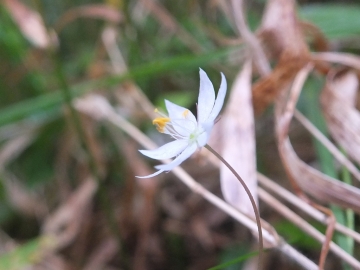 2015-06-13 Fabrezza Trientalis europaea 044.JPG