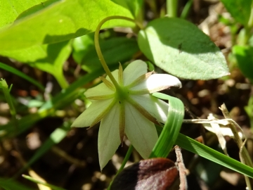 2016-06-22 Trientalis europaea (1)