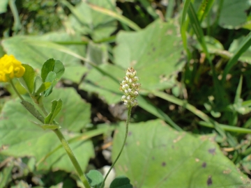 2014-08-06 Sul costone di Valbona_Bazena 051