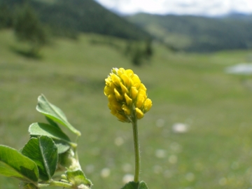 2014-08-06 Sul costone di Valbona_Bazena 062