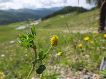 2014-08-06  costone di valbona bazena 176