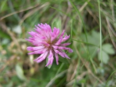 Trifolium pratense