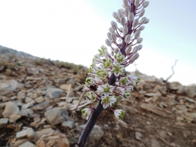 2012-08-28 creta damnoni 014