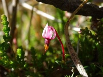 2022-06-08-Oga-Vaccinium-microcarpum-15