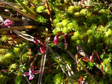 2022-06-08-Oga-Vaccinium-microcarpum-20