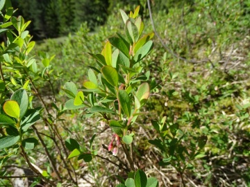 2022-06-08-Oga-Vaccinium-uliginosum-11