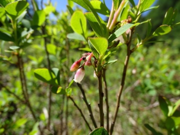 2022-06-08-Oga-Vaccinium-uliginosum-12