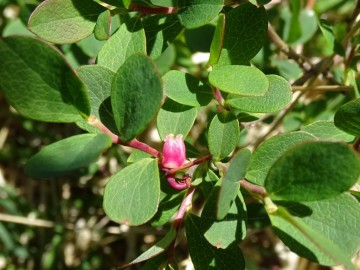 2022-06-08-Oga-Vaccinium-uliginosum-15