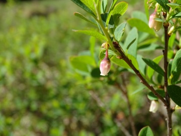 2022-06-08-Oga-Vaccinium-uliginosum-19