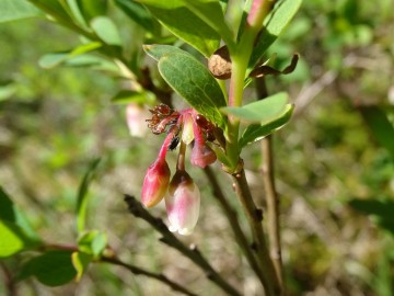 2022-06-08-Oga-Vaccinium-uliginosum-21