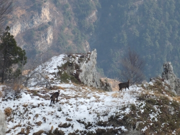 2012-03--07 passo Puria e Tignalga camosci 061