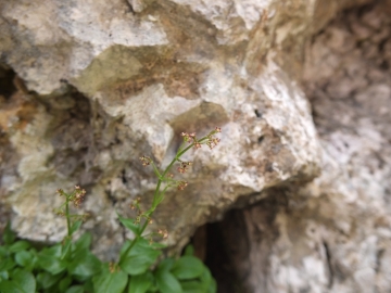 2014-07-19 passo Sella fiori (114)