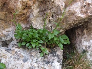 2014-07-19 passo Sella fiori (115)