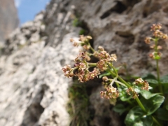 Valeriana elongata