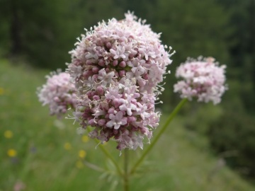 2021-07-03-passo-Serosine-35