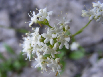 2009-08-02 corna blacca valeriana saxatilis 044 (5)