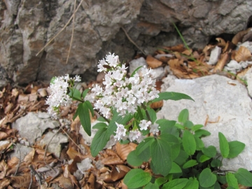 2009-05-17 cime Tombea 010