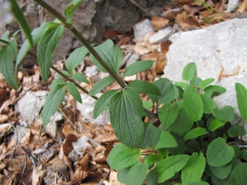2009-05-17 cime Tombea 011