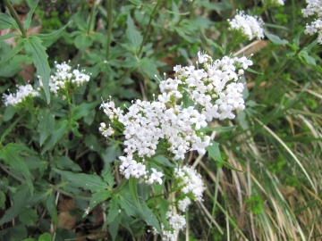 2009-05-17 cime Tombea 026