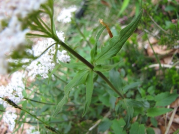 2009-05-17 cime Tombea 029