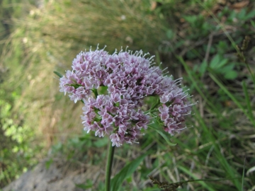 2009-05-17 cime Tombea 040