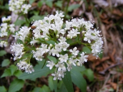 Valeriana tripteris