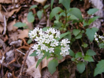 27-04-08 Val Camonica 044