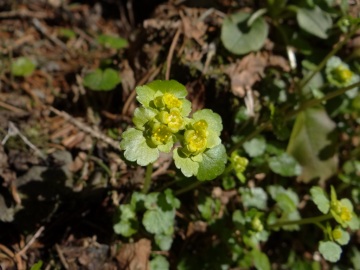 2022-04-09-val-Sanguinera-e-Rondenino-Basso42