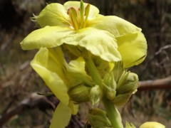 Verbascum  densiflorum