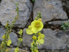 Verbascum lychnitis