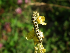 Verbascum nigrum