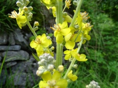 Verbascum phlomoides