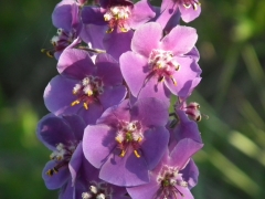 Verbascum phoeniceum