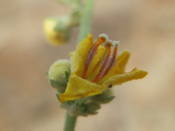 2014-08-Creta  001