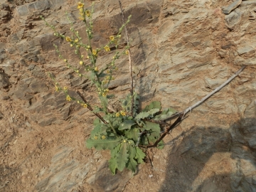 2014-08-Creta 002