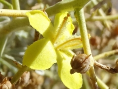 Verbascum spinosum