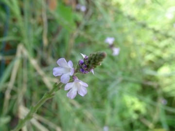 2021-09-08-fiori-Scerne-di-Pineto-16
