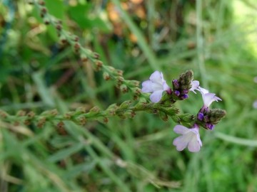 2021-09-08-fiori-Scerne-di-Pineto-17