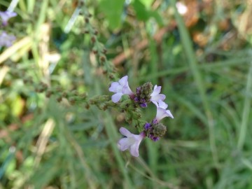 2021-09-08-fiori-Scerne-di-Pineto-18