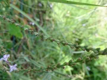 2021-09-08-fiori-Scerne-di-Pineto-20