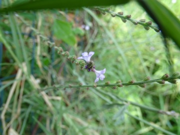 2021-09-08-fiori-Scerne-di-Pineto-21