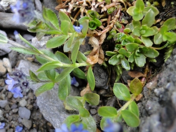 2011-08-02 Venano Veronica alpina (1)