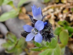 Veronica alpina