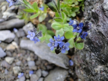 2011-08-02 Venano Veronica alpina (9)
